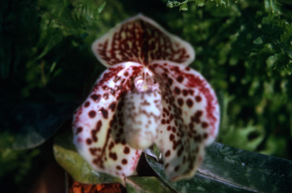 Paphiopedilum bellatulum 217, December 1974, roll 197412H12 slide 6.  Species described in 1892.