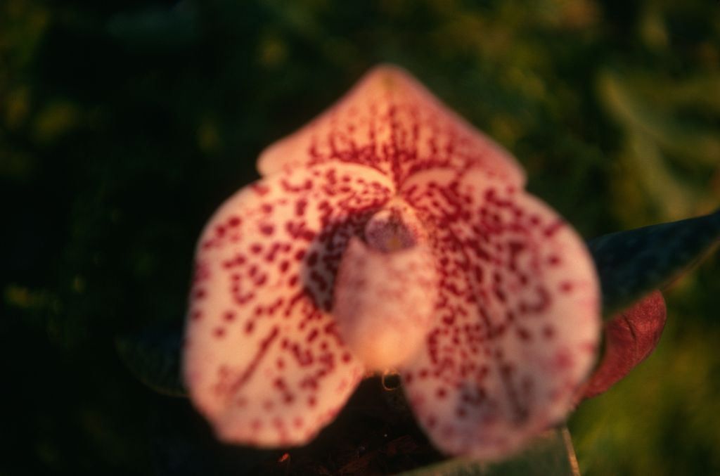 Paphiopedilum bellatulum 'More Mesa' HCC/AOS, January 1975, roll 197501H7 slide 10.  Species described in 1892.