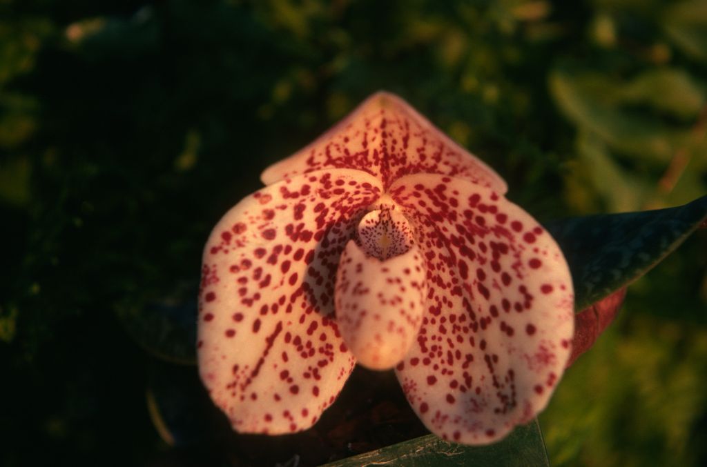Paphiopedilum bellatulum 'More Mesa' HCC/AOS, January 1975, roll 197501H7 slide 9.  Species described in 1892.