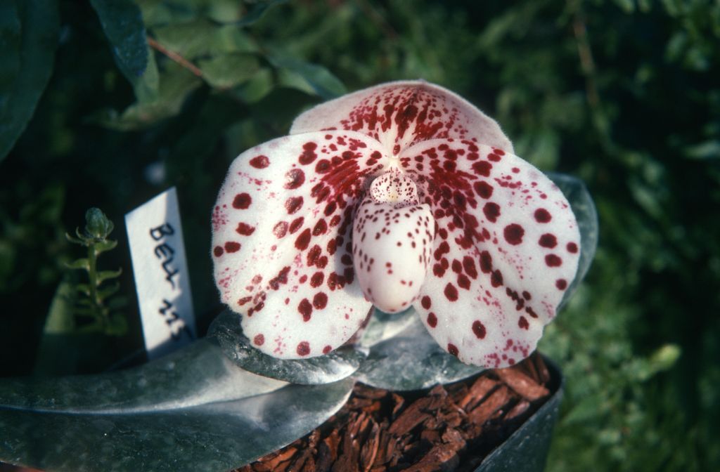 Paphiopedilum bellatulum 225, March 1975, roll 197503H12 slide 20.  Species described in 1892.