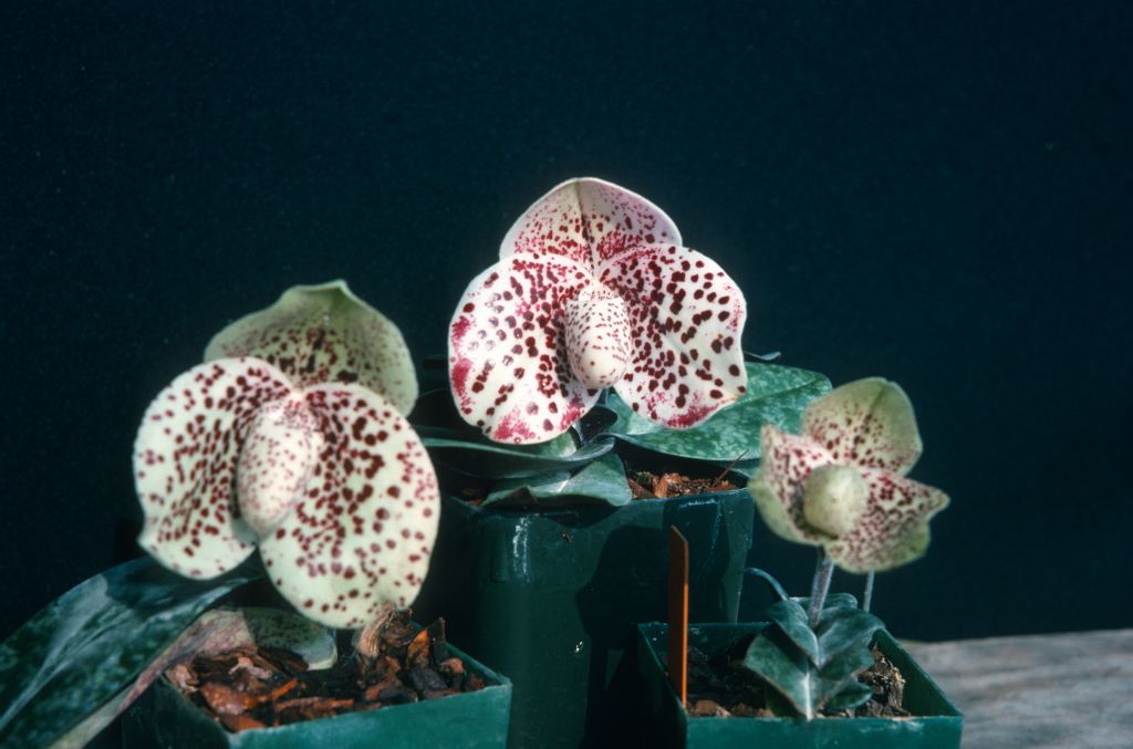 Paphiopedilum bellatulum group, June 1975, roll 197506H7 slide 12.  Species described in 1892.