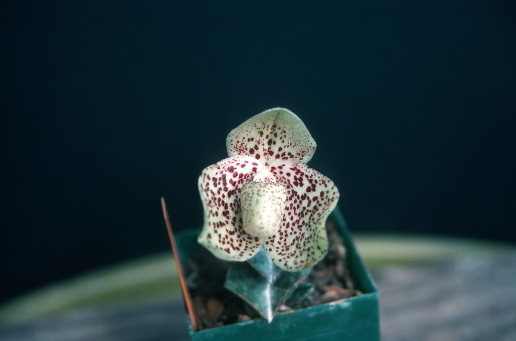 Paphiopedilum bellatulum, June 1975, roll 197506H7 slide 13.  Species described in 1892.