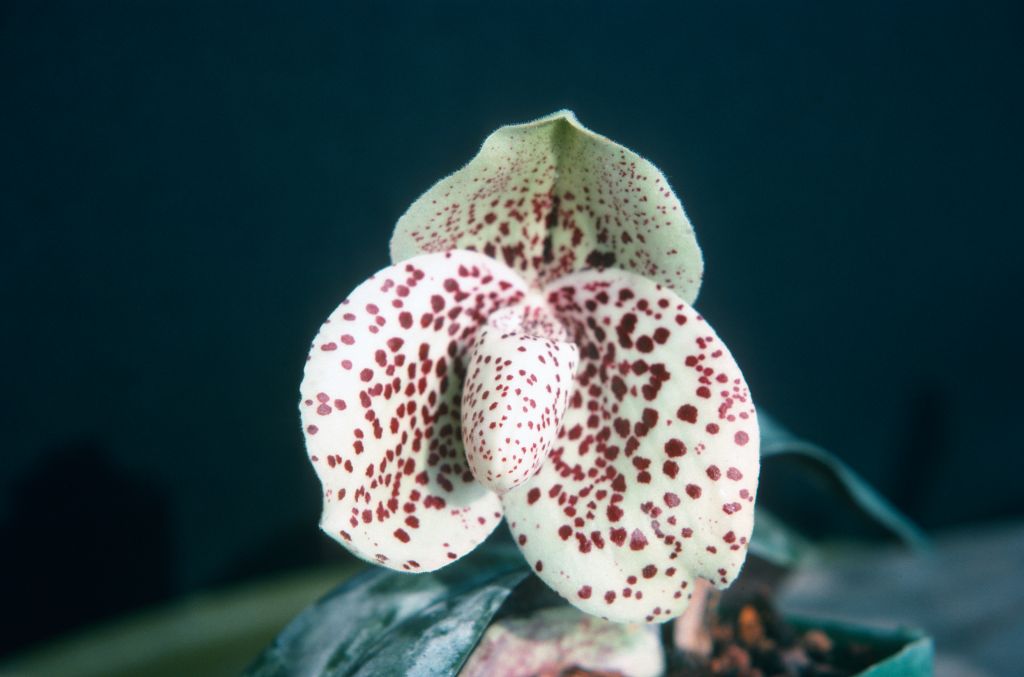 Paphiopedilum bellatulum, June 1975, roll 197506H7 slide 14.  Species described in 1892.