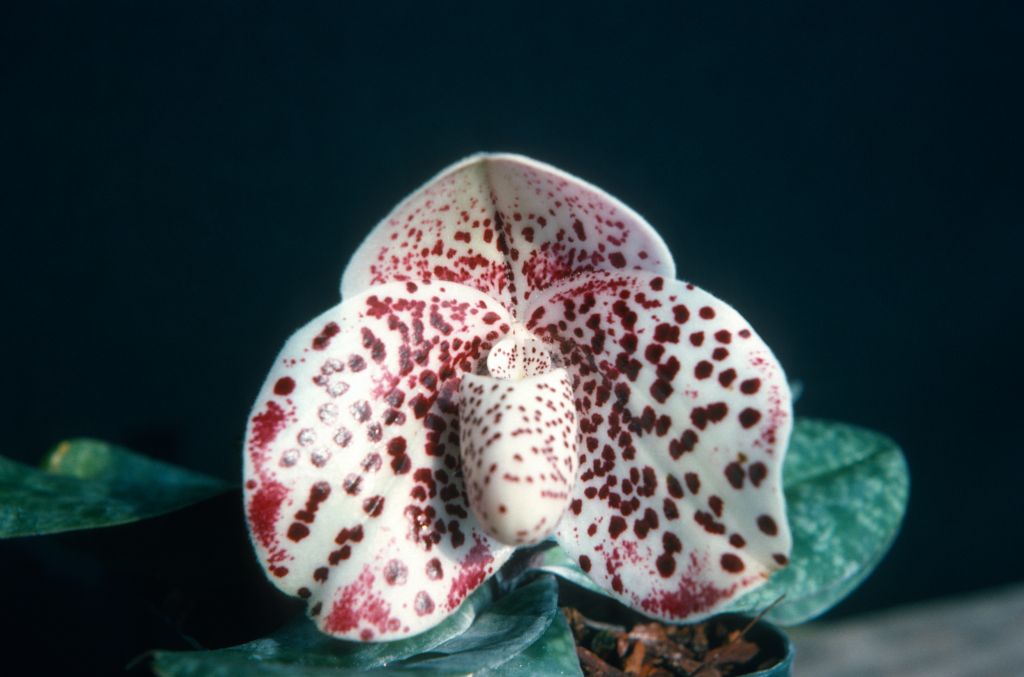 Paphiopedilum bellatulum 214, June 1975, roll 197506H7 slide 15.  Species described in 1892.