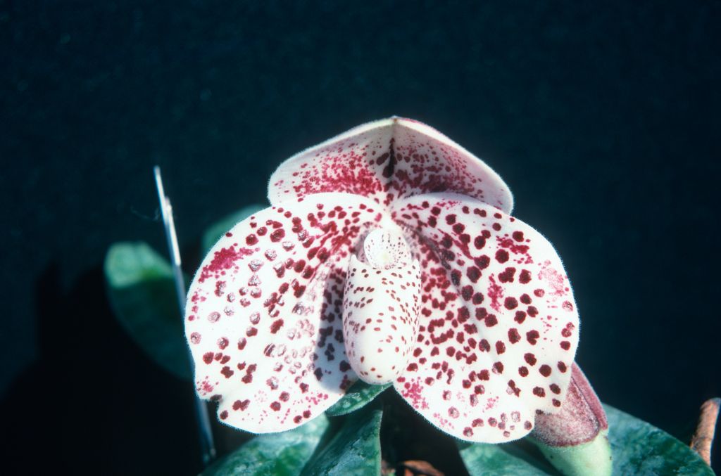 Paphiopedilum bellatulum 214, June 1975, roll 197506H7 slide 1.  Species described in 1892.