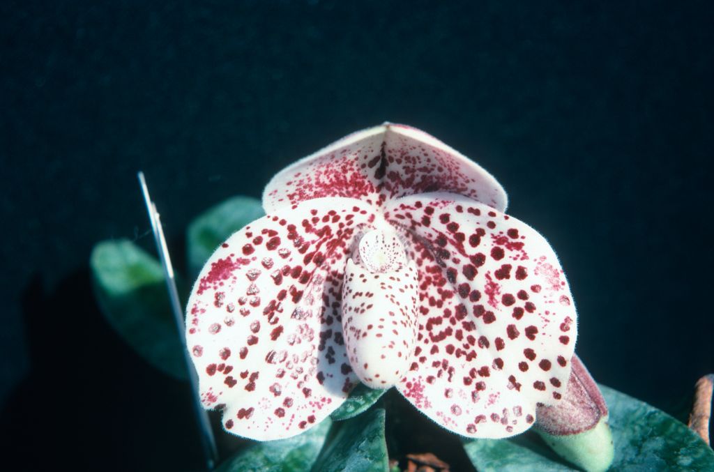 Paphiopedilum bellatulum 214, June 1975, roll 197506H7 slide 2.  Species described in 1892.