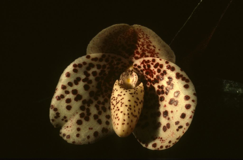 Paphiopedilum bellatulum 'Murielle' HCC/AOS Award Slide, January 3, 1981, Santa Barbara Orchid Society Fall Show, Santa Barbara, CA, exhibited by Carimo Orchids, Arroyo Grande, CA.  Species described in 1892.