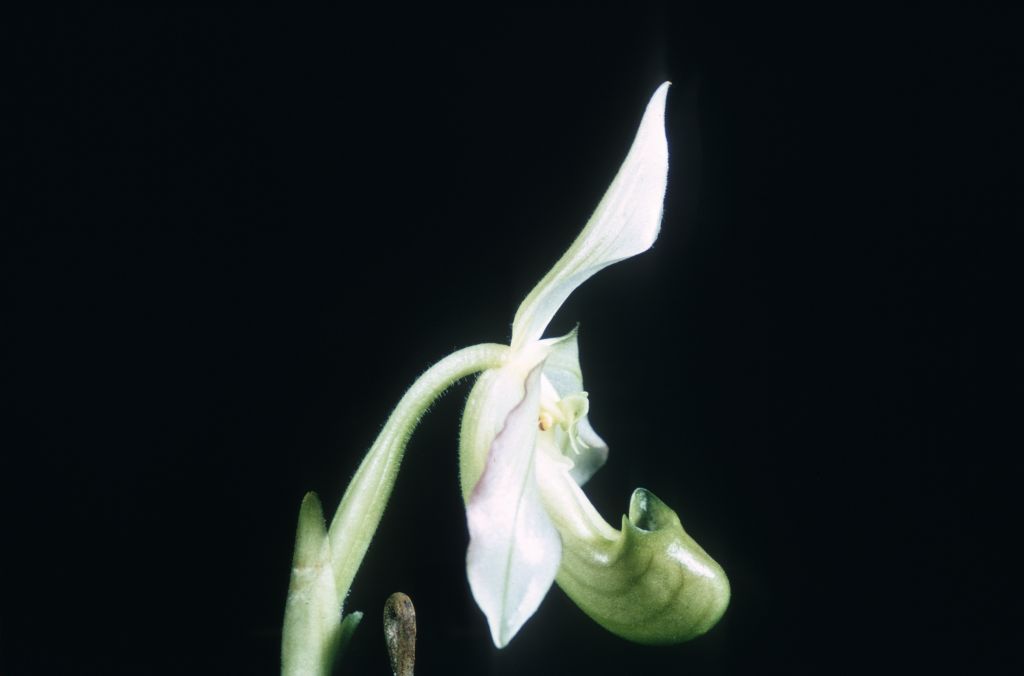 Paphiopedilum bougainvilleanum album side view, Duplicate Slide 10, made May 1968, roll 196805H7 slide 39.  The species was described in 1971 but had been in cultivation since about 1961, when several Paphiopedilum plants were imported from Bougainville.