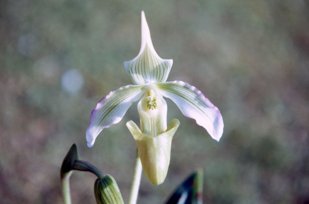 Paphiopedilum bougainvilleanum album 'Cryder', December 1971, roll 197112H1 slide 4.  The species was described in 1971 but had been in cultivation since about 1961, when several Paphiopedilum plants were imported from Bougainville.