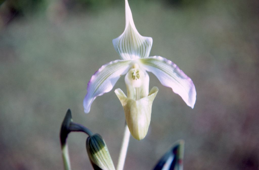 Paphiopedilum bougainvilleanum album 'Cryder', December 1971, roll 197112H1 slide 5.  The species was described in 1971 but had been in cultivation since about 1961, when several Paphiopedilum plants were imported from Bougainville.