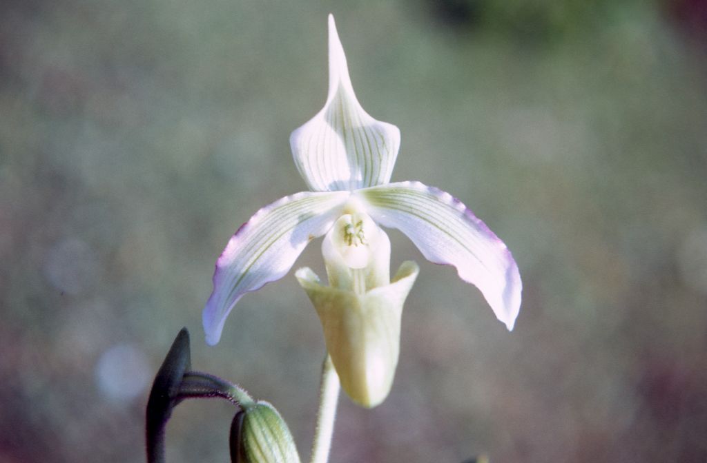 Paphiopedilum bougainvilleanum album 'Cryder', December 1971, roll 197112H1 slide 6.  The species was described in 1971 but had been in cultivation since about 1961, when several Paphiopedilum plants were imported from Bougainville.