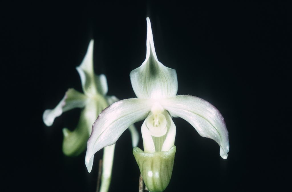 Paphiopedilum bougainvilleanum album, Duplicate Slide 7, made May 1980, roll 198005H7 slide 39.  The species was described in 1971 but had been in cultivation since about 1961, when several Paphiopedilum plants were imported from Bougainville.