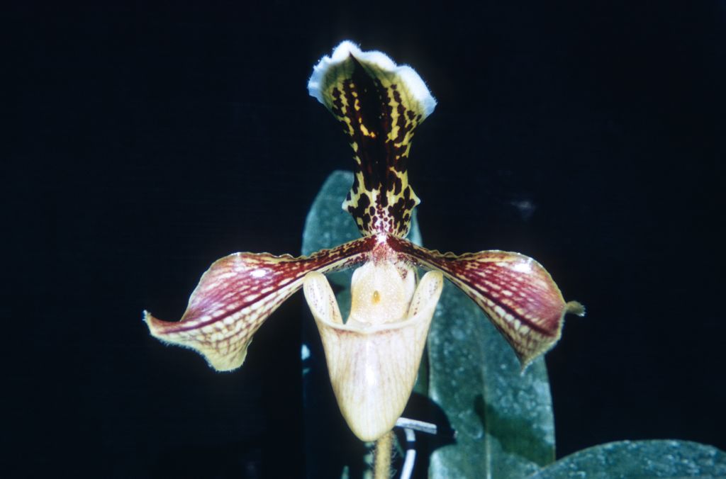 Paphiopedilum boxallii atratum, Duplicate Slide 5, made January 1972, roll 197201P15.  Species described in 1888.