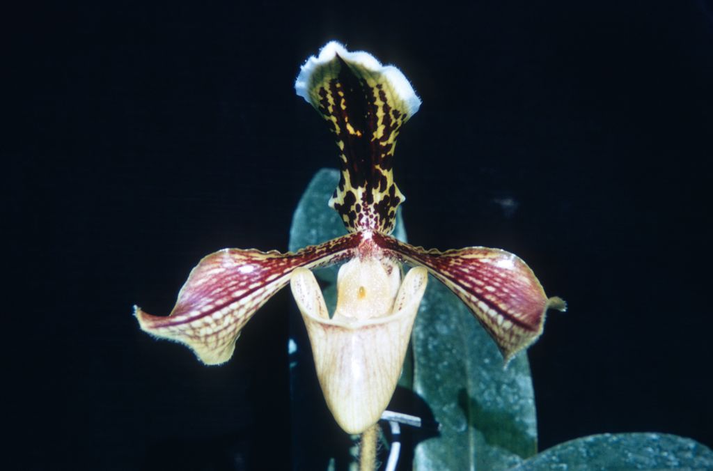 Paphiopedilum boxallii atratum, January 1972, roll 197201P15.   Species described in 1888.