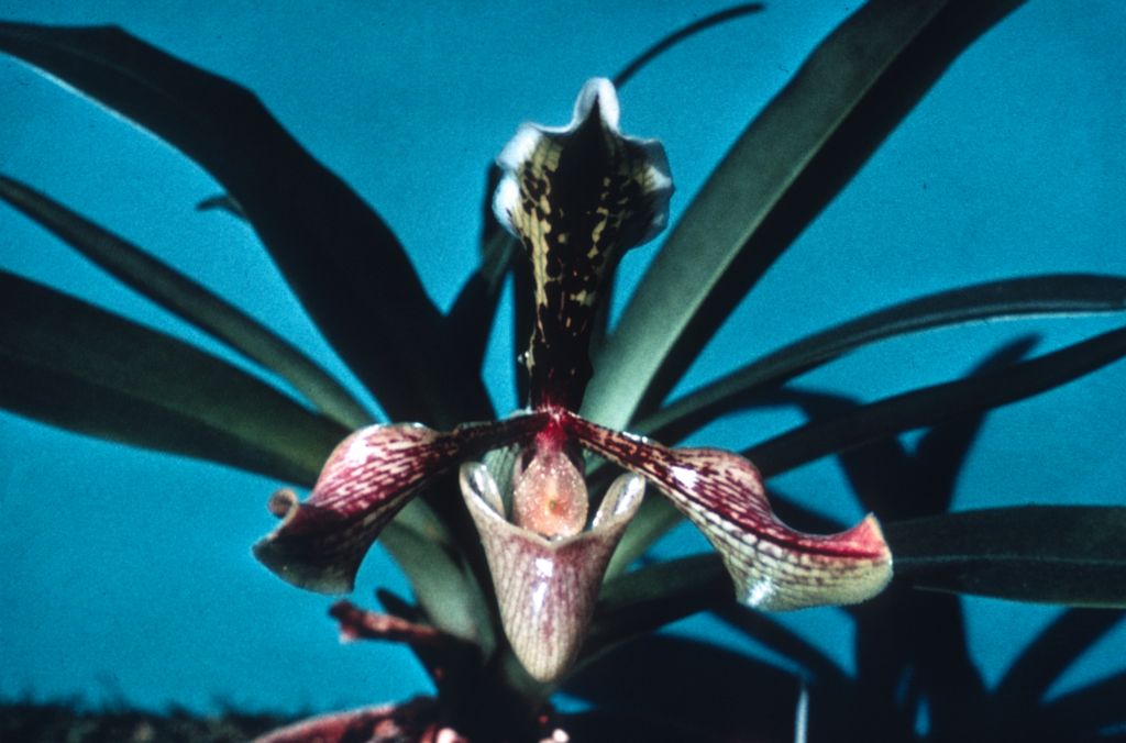 Paphiopedilum boxallii, from Cryder collection, Duplicate Slide 12, made January 1973, roll 197301P15.  Species described in 1888.