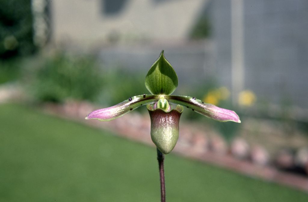 Paphiopedilum bullenianum 'A', February 1970, roll 197002H6 slide 19.  Species described in 1894.