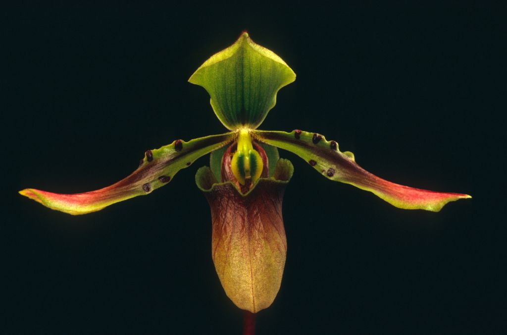 Paphiopedilum bullenianum 'Carimo', March 1970, roll 197003H4 slide 16.  Species described in 1894.