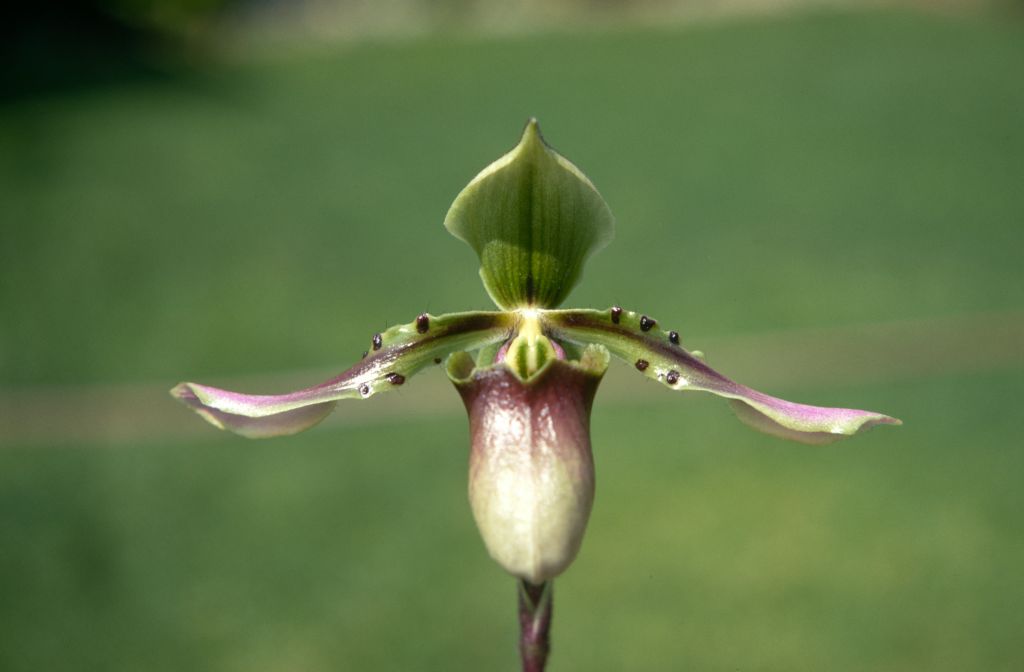 Paphiopedilum bullenianum 'Rands', May 1970, roll 197005H4 slide 4.  Species described in 1894.