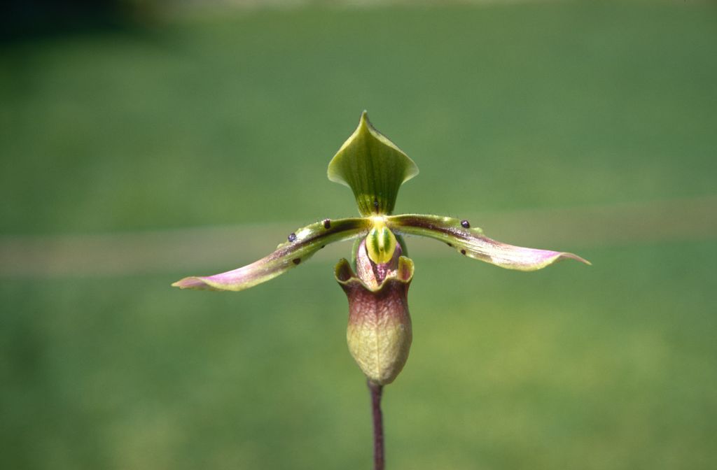 Paphiopedilum bullenianum 'Rands', May 1970, roll 197005H4 slide 5.  Species described in 1894.