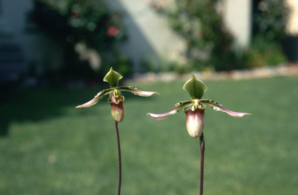 Paphiopedilum bullenianum 'Rands', May 1970, roll 197005H4 slide 8.  Species described in 1894.