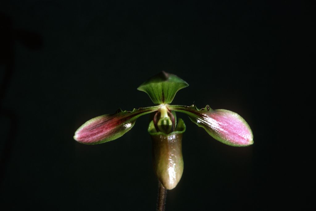 Paphiopedilum bullenianum new type, December 1975, roll 197512H7 slide 7.  Species described in 1894.