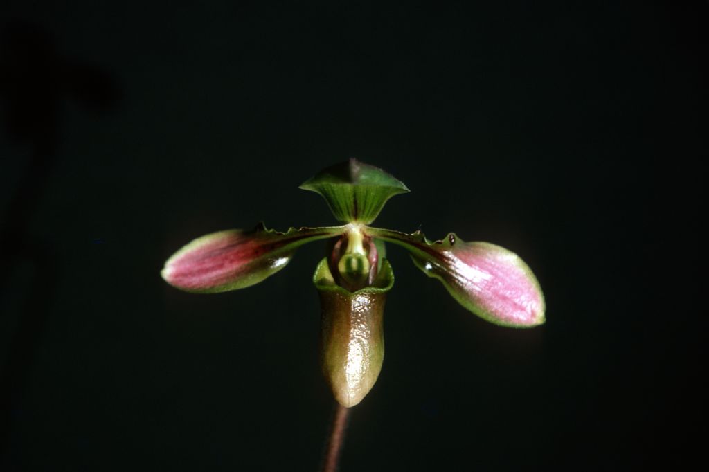 Paphiopedilum bullenianum new type, December 1975, roll 197512H7 slide 8.  Species described in 1894.
