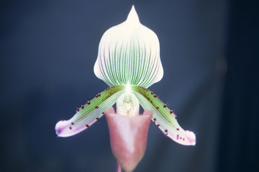 Paphiopedilum callosum, April 1968, roll 196804H4 slide 12.  Species described in 1892.