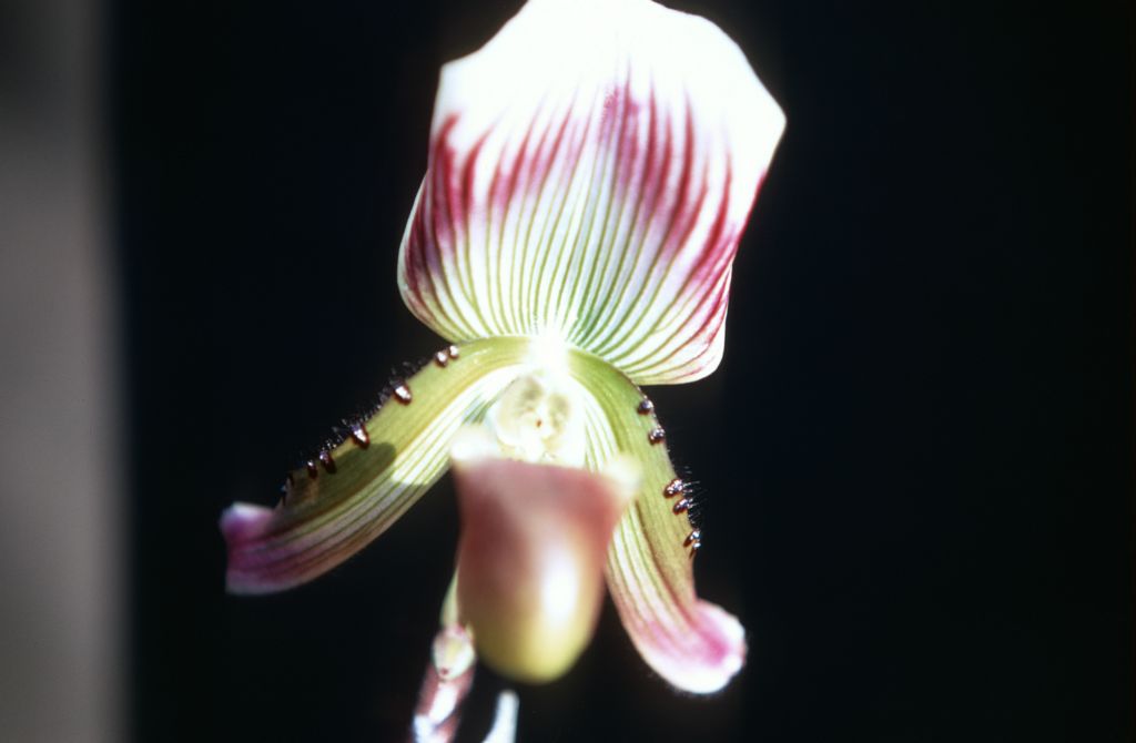 Paphiopedilum callosum 'Freed', August 1968, roll 196808H1 slide 15.  Species described in 1892.