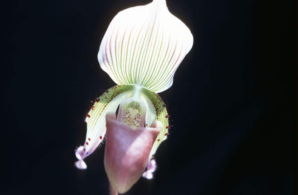 Paphiopedilum callosum L.D., August 1968, roll 196808H1 slide 2.  Species described in 1892.