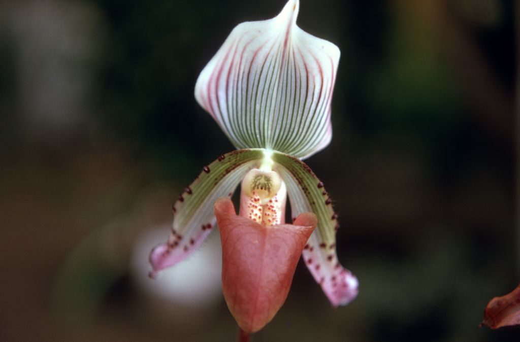Paphiopedilum callosum, February 1970, roll 197002H5red slide 11.  Species described in 1892.
