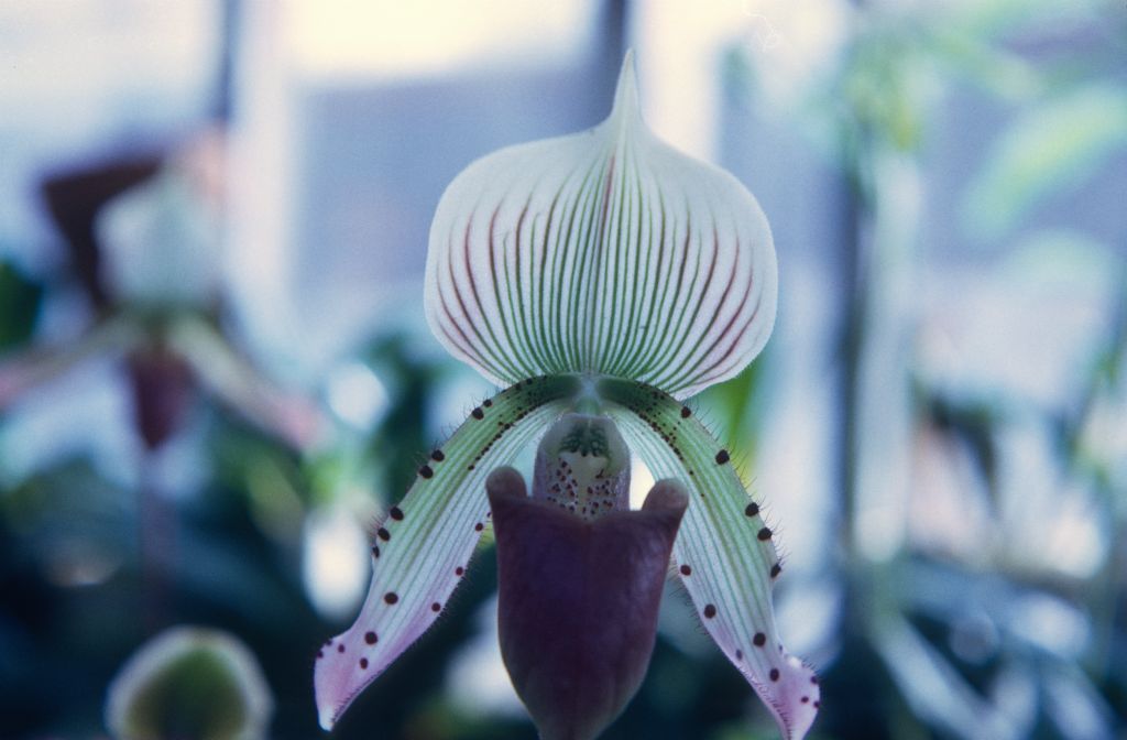Paphiopedilum callosum schmidtianum, November 1967, roll 196711H1 slide 18.  Species described in 1892.