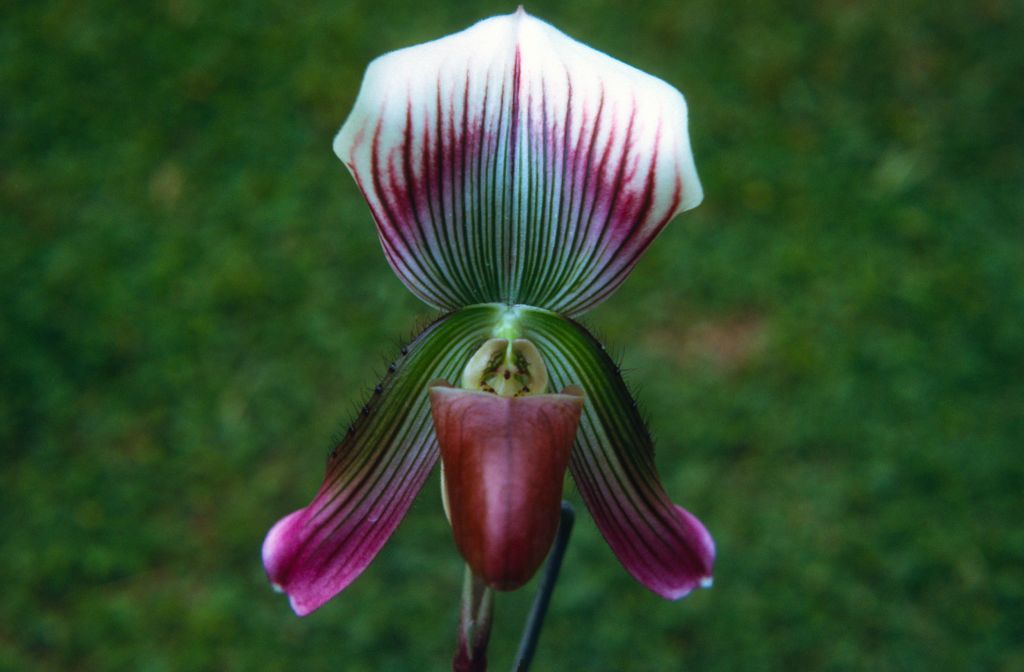 Paphiopedilum callosum callosum, June 1972, roll 197206H4red slide 2.  Species described in 1892.