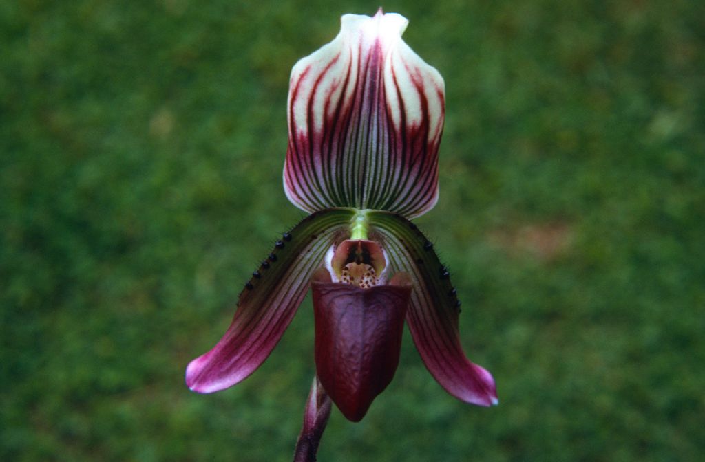 Paphiopedilum callosum sublaeve, June 1972, roll 197206H4red slide 5.  Species described in 1892, this form split out as Paph. sublaeve in 1979.