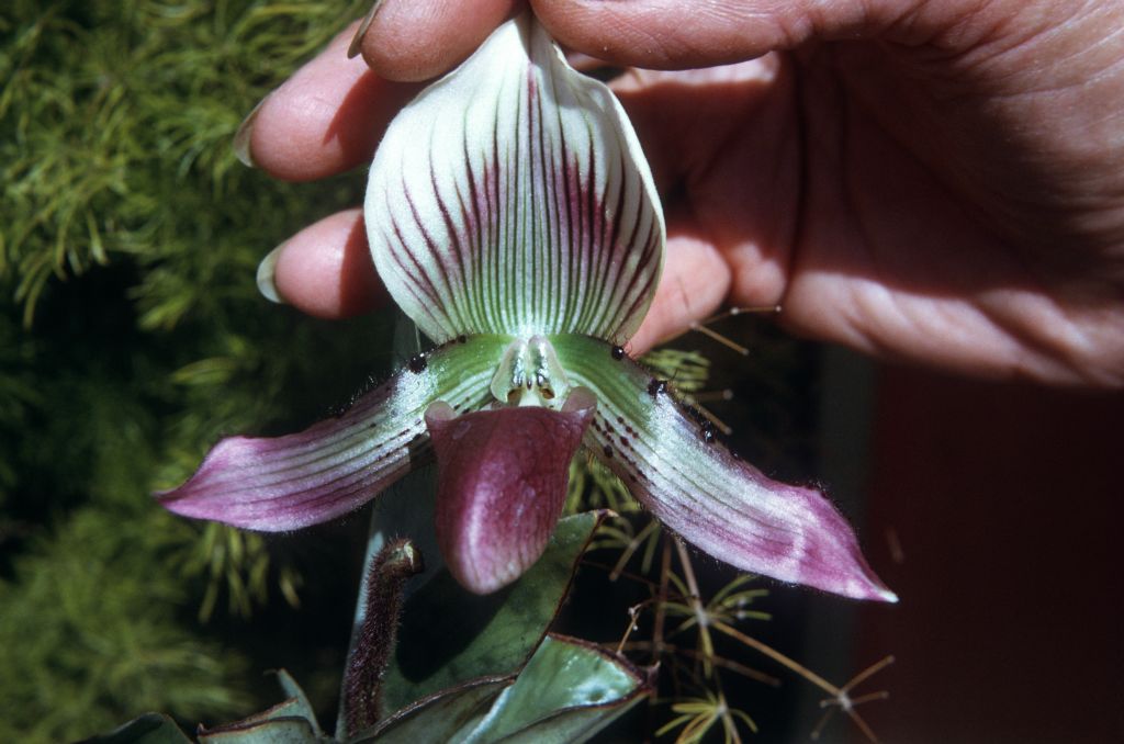 Paphiopedilum callosum new variety, June 1973, roll 197306H12 slide 15.  Species described in 1892.