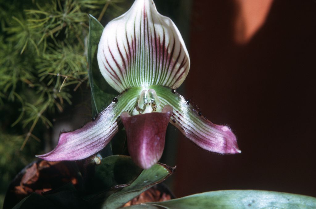 Paphiopedilum callosum new variety, June 1973, roll 197306H12 slide 16.  Species described in 1892.