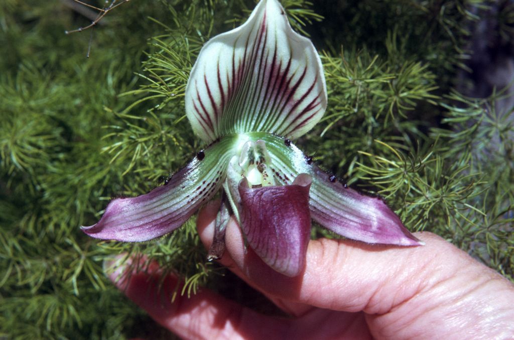 Paphiopedilum callosum new variety, June 1973, roll 197306H12 slide 17.  Species described in 1892.