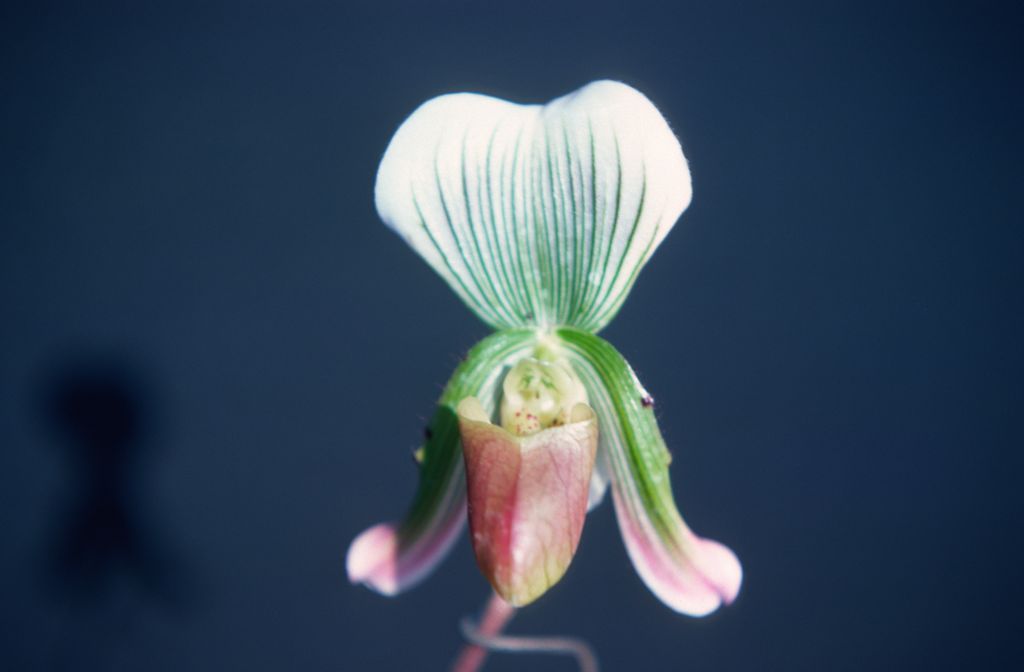 Paphiopedilum callosum sublaeve, album dorsal, June 1977, roll 197706H5 slide 1.  Species described in 1892, this form split out as Paph. sublaeve in 1979.