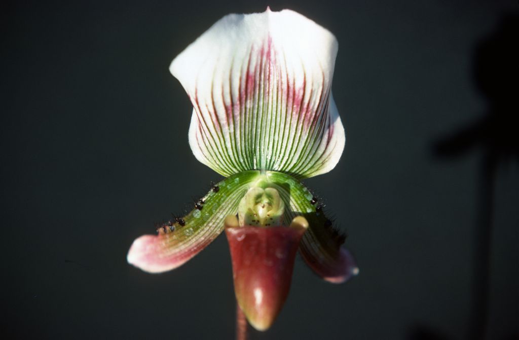 Paphiopedilum callosum new type, December 1977, roll 197712H6 slide 2.  Species described in 1892.