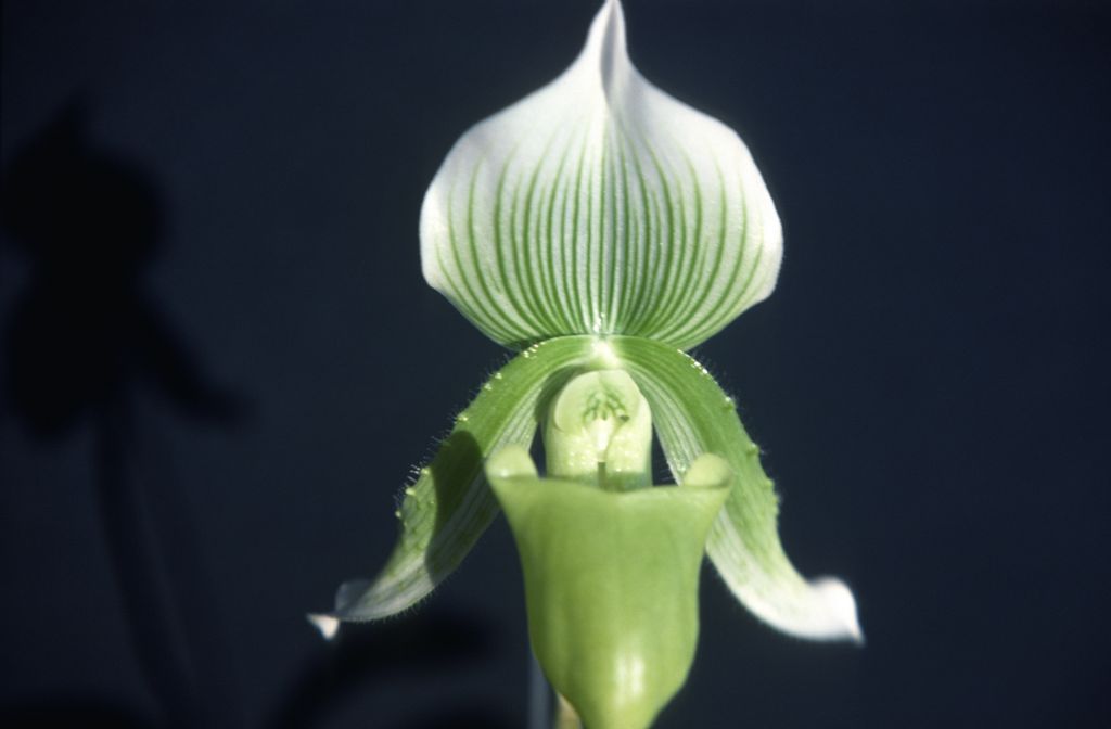 Paphiopedilum callosum new sanderae, July 1978, roll 197807H8 slide 1.  Species described in 1892.