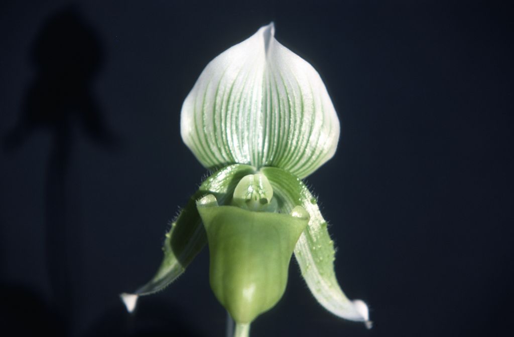 Paphiopedilum callosum new sanderae, July 1978, roll 197807H8 slide 2.  Species described in 1892.