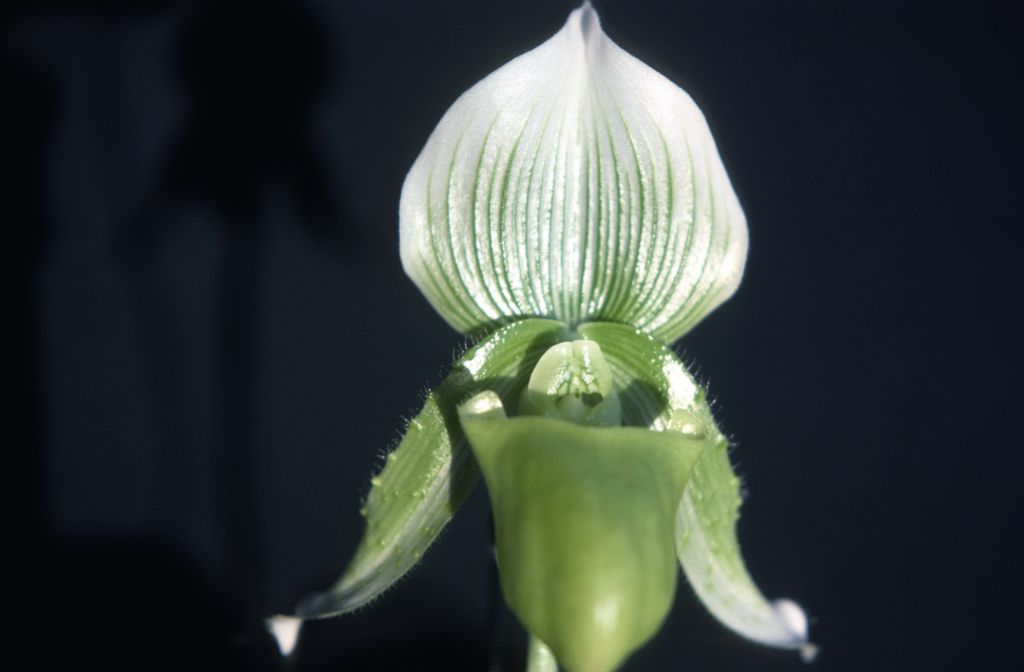Paphiopedilum callosum new sanderae, July 1978, roll 197807H8 slide 3.  Species described in 1892.