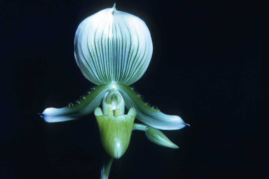 Paphiopedilum callosum sanderae, Rands, no date on slide.  Species described in 1892.