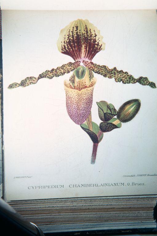 Paphiopedilum chamberlainianum, photograph of the color plate in Dictionnaire Iconographique des Orchidées, published in March 1900, plate Cypripedium 28, slide made in December 1967, roll 196712H5 slide 13.  Species described in 1892.