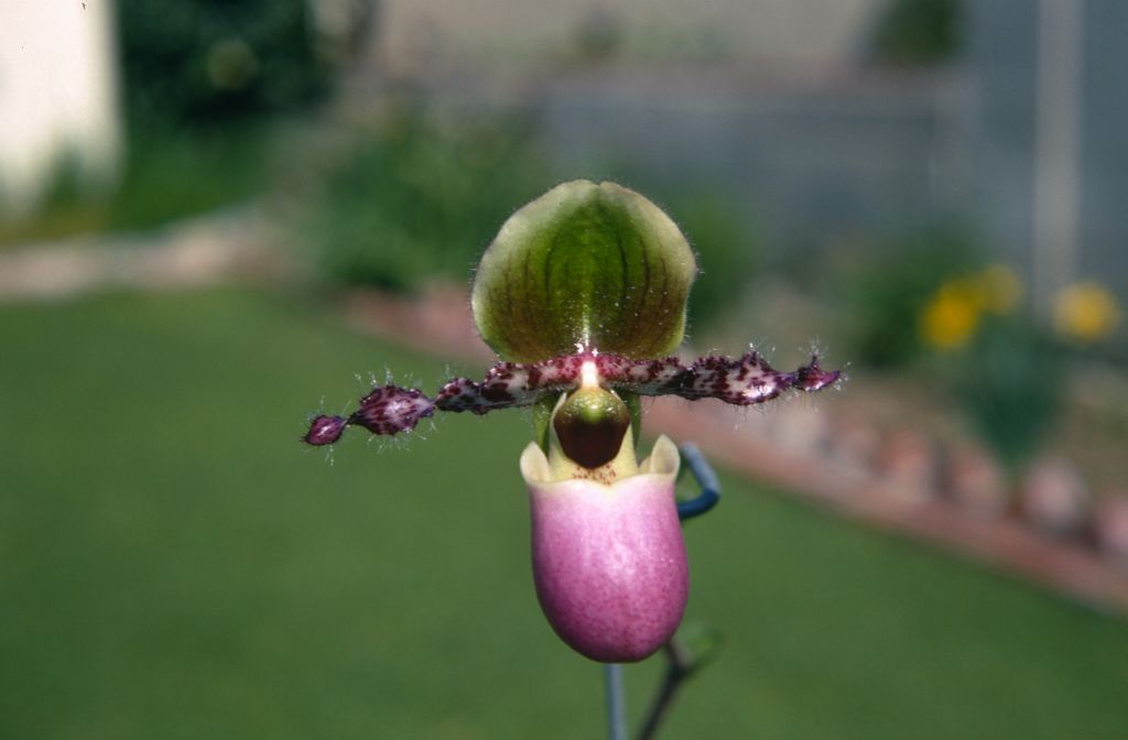 Paphiopedilum chamberlainianum 'Howard', February 1970, roll 197002H6 slide 18.  Species described in 1892.