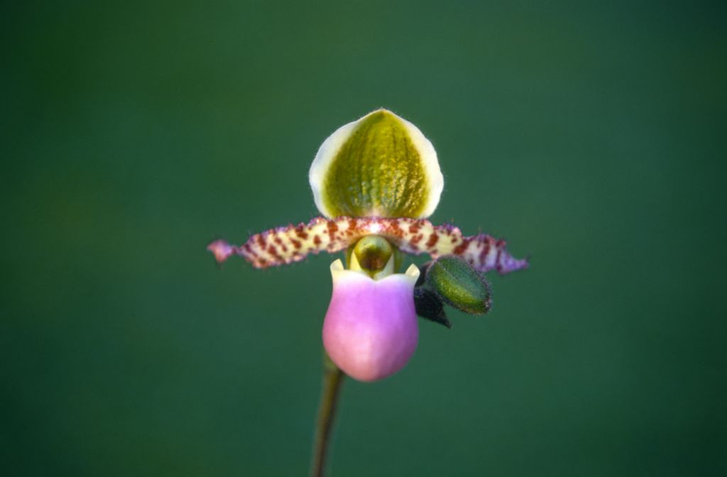 Paphiopedilum chamberlainianum 'Real McCoy', October 1970, roll 197010H3 slide 8.  Species described in 1892.