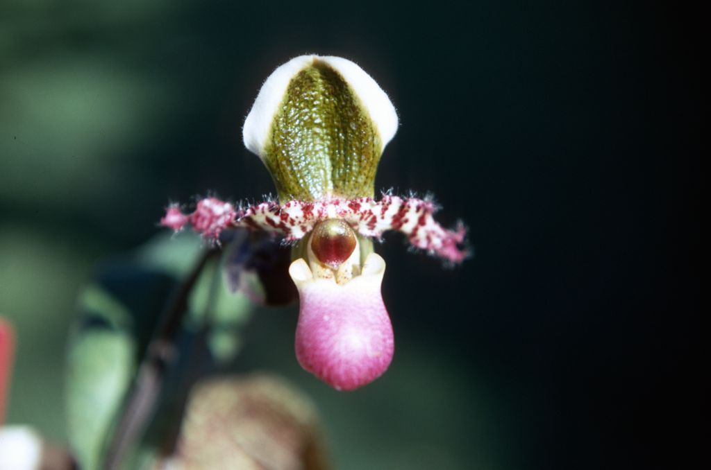 Paphiopedilum chamberlainianum liemianum, October 1970, roll 197010H4 slide 17.  Species described in 1892, this form split out in 1982 as Paph. liemianum.