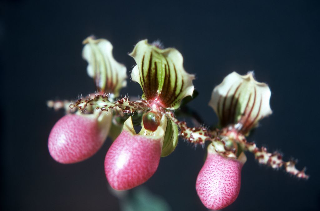 Paphiopedilum chamberlainianum, May 1977, roll 197705H2black70 slide 19.  Species described in 1892.