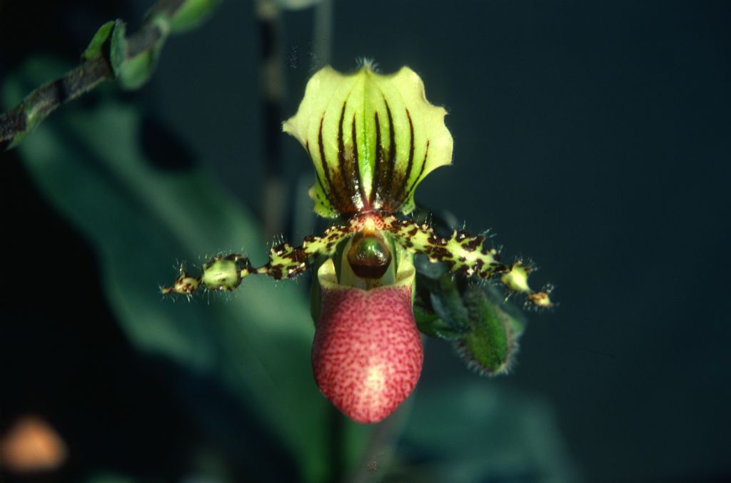 Paphiopedilum chamberlainianum var. chamberlainianum or var. latifolium, December 1978, roll 197812H5 slide 12.  Species described in 1892.