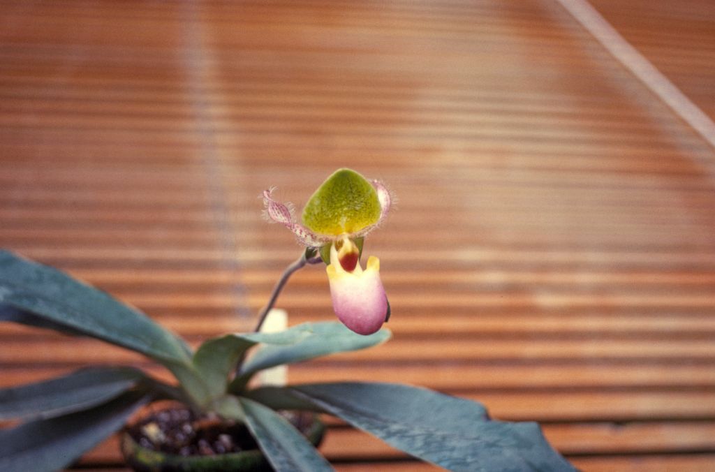 Paphiopedilum chamberlainianum, [in gray plastic slide holder manufactured in Italy], no date on slide.  Species described in 1892.