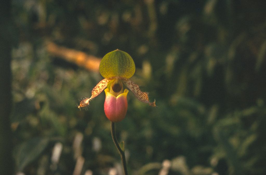 Paphiopedilum chamberlainianum, [in gray plastic slide holder manufactured in Italy], no date on slide.  Species described in 1892.